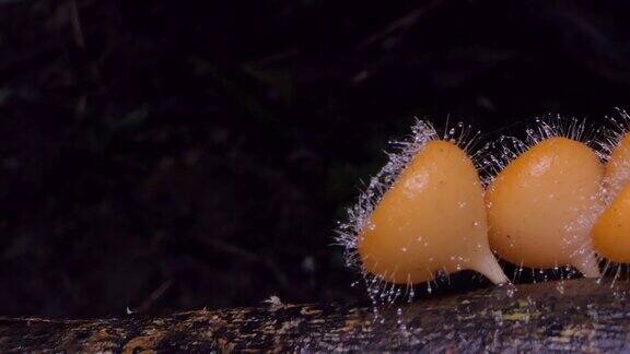 木材上的有毛的蘑菇