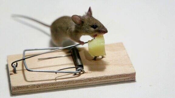 饥饿的老鼠在捕鼠器里吃奶酪