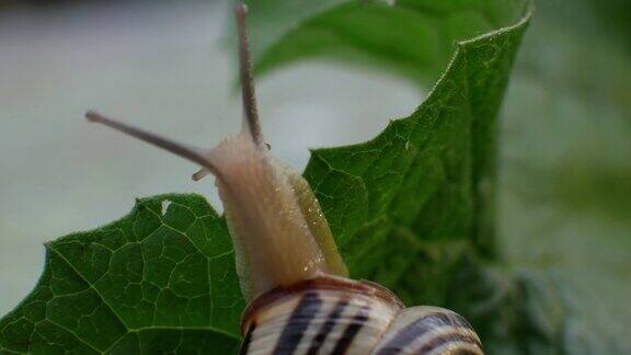 花园里的蜗牛在绿叶上爬行