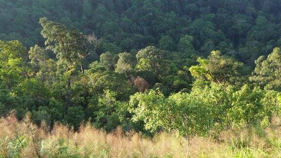 热带雨林中山上的树