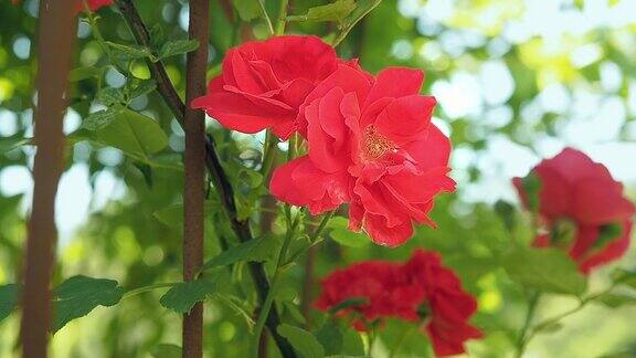 几朵红玫瑰在夏天开花在花园里盛开着绿叶的天然红玫瑰室外的念珠特写丛玫瑰花朵模糊的背景柔和的选择焦点