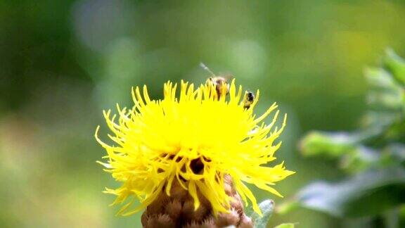 一只蜜蜂在黄花上采集花蜜