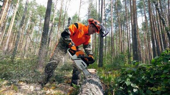 专业的伐木工人用电锯砍树