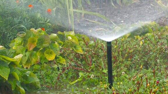 高清洒水车浇灌茂盛的花坛在早晨特写