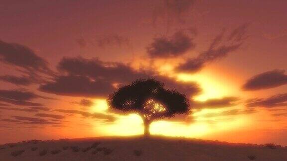 树日落