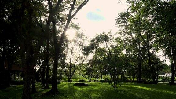 阳光透过树在公园多莉拍摄