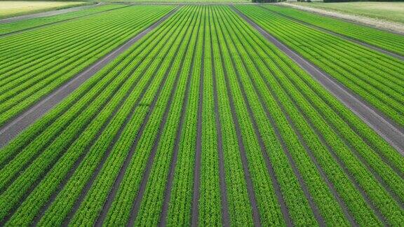 中部空中向前飞夹在英国乡村的一处可耕种的胡萝卜田里
