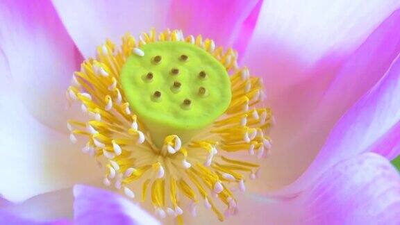 粉红色的荷花和黄色的花粉在绿色的荷叶特写的观点