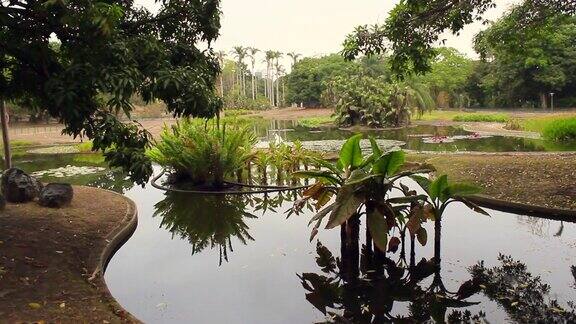 令人惊叹的热带公园自然景观繁茂的植被