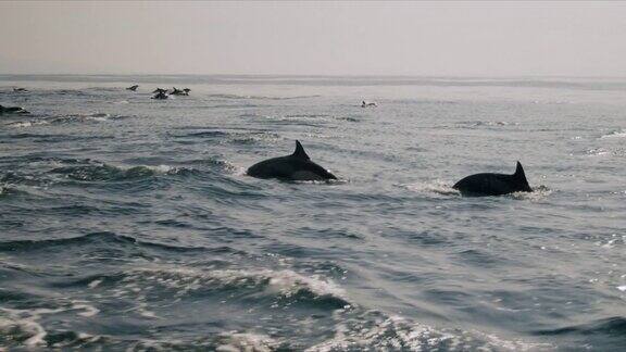一群海豚一起跳出水面4K48FPS慢镜头