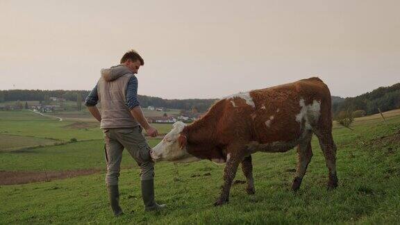 农夫在牧场上抚摸着他的家牛