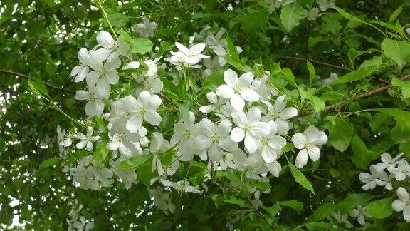 苹果树的花是白色的
