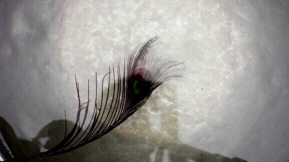 浮在水面上的孔雀羽毛