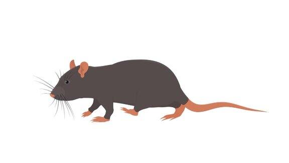 老鼠动物是老鼠卡通