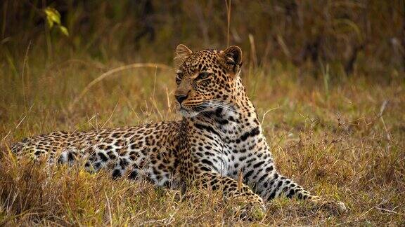 疲惫的斑点豹子躺在野生动物保护区的草地上