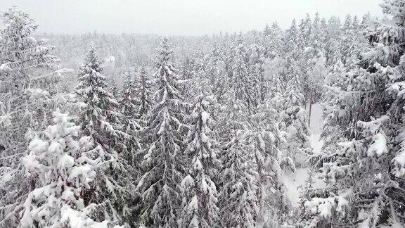 芬兰降雪期间云杉顶部的特写航拍