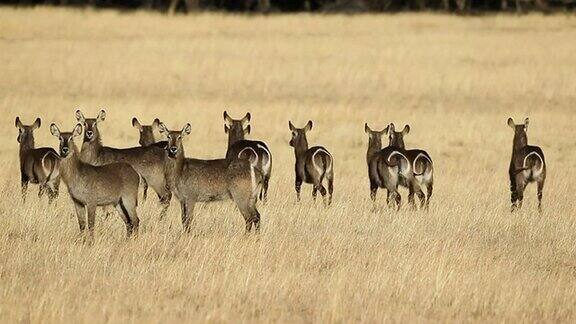 非洲大羚羊在草原