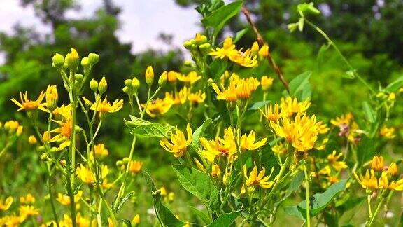 黄色的野花盛开在绿色的草地上