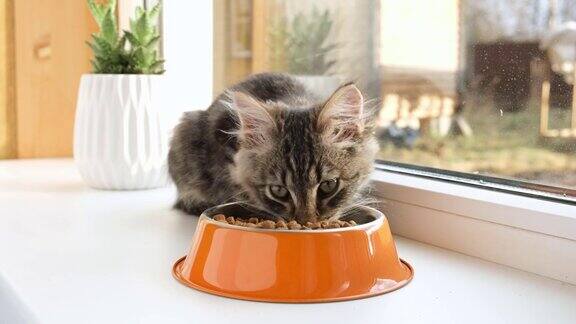 猫坐在窗台上吃干粮虎斑猫吃从橙色碗关闭了小猫在家里吃东西4k