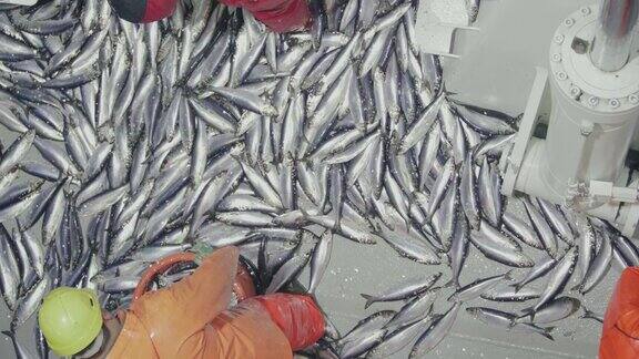 鲱鱼渔业