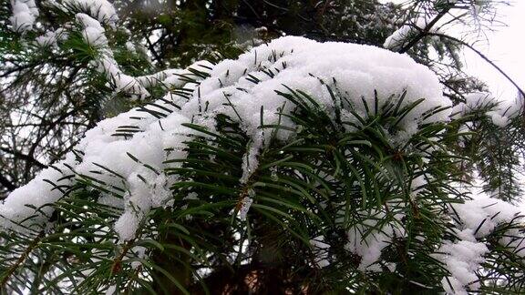 松树的树枝上覆盖着雪