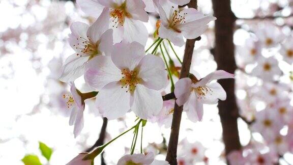 樱花樱花