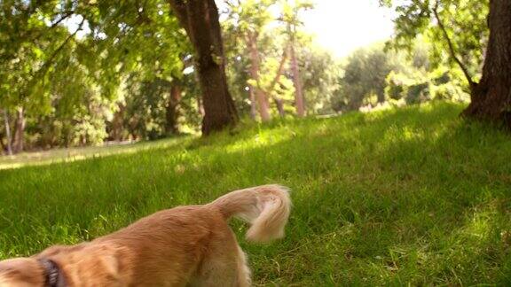 可爱的拉布拉多猎犬在公园散步