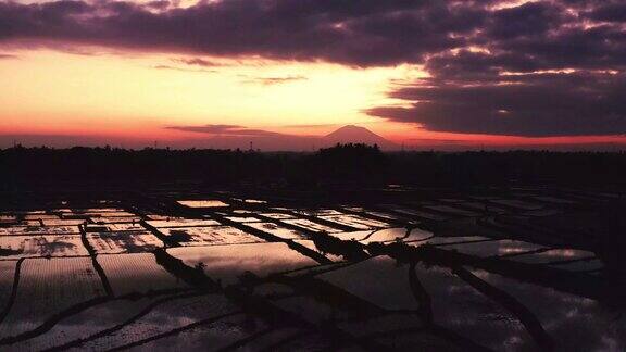 巴厘岛面向日出的稻田