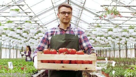 快乐的农民带着装满番茄的盒子走过明亮的工业温室有成排的有机植物在生长