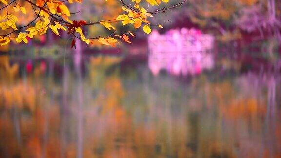 金色的秋景阳光照耀着湖面
