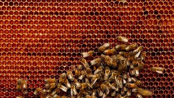 4K近距离观察蜜蜂在蜂房的蜂巢
