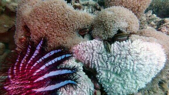 引进种棘冠海星(棘冠海星)吃珊瑚