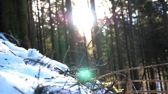 低角度的视图模糊的阳光透过松树在山区森林在清晨温暖的阳光在冬天照射植物美丽的自然景观为背景