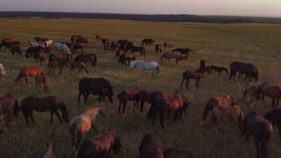日落时分五颜六色的马在田野上吃草航拍