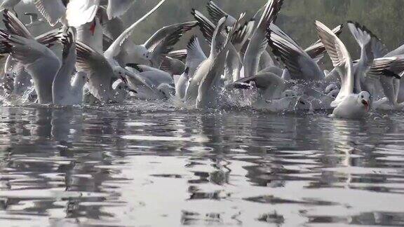 湖上的西伯利亚鸟成群结队地飞过水面和河岸
