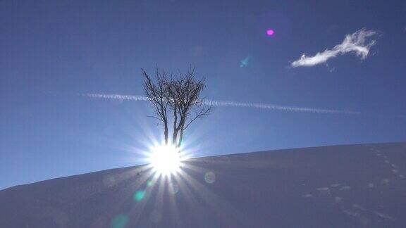 背光就是阳光照在雪山上唯一的一棵树上