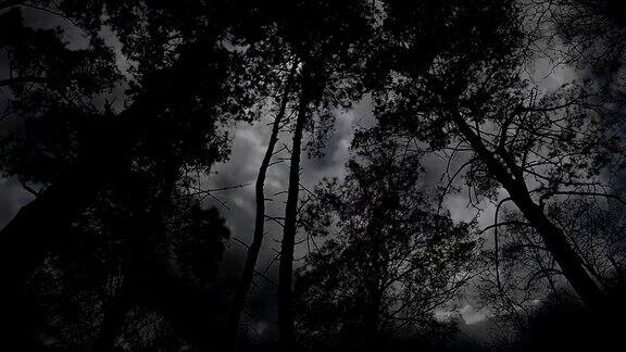 暴风雨中可怕的黑白树木