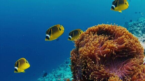 鱼在马尔代夫的珊瑚礁上游泳水下海洋生物游来游去的场景
