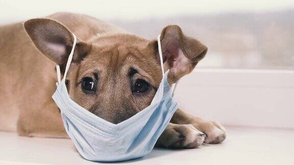 医学的面具带着医用口罩的狗