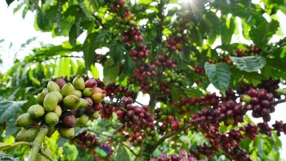 罗布斯塔咖啡豆和透过树叶的阳光