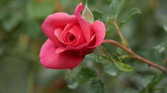 玫瑰花园里美丽的玫瑰