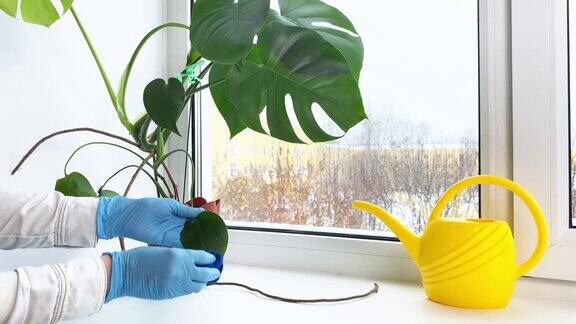 手加工盆栽植物防治病虫害冬天室内窗台上的花和水