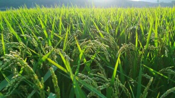 稻田接近农业领域