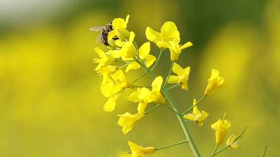 黄色油菜花与微距镜头蜜蜂采集花粉为蜂蜜选择性聚焦