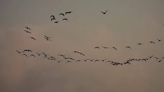 鸭子和鹅在日落时在天空中飞翔