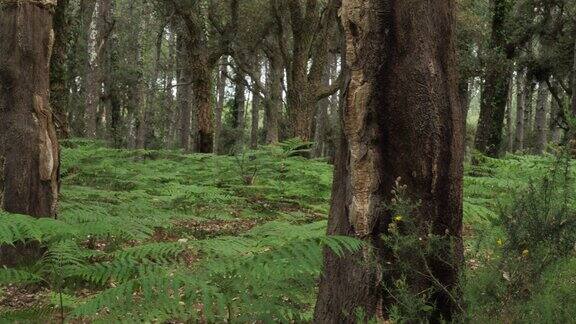 法国新阿基坦朗德森林中的栎树和松树朗德斯森林是西欧最大的人造林地