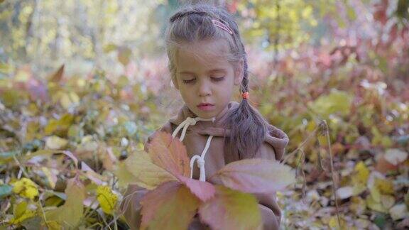 小女孩收集秋天黄色和红色的树叶