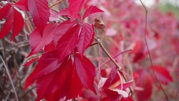 红葡萄的叶子在风中摇摆