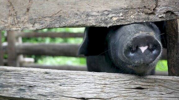 农场木猪栏里的黑猪