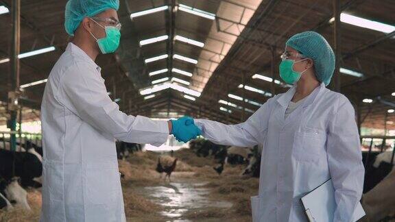 兽医的手的特写在奶牛场的牛棚里握手